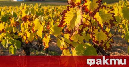 Жълтата болест по лозите се причинява от фитоплазмата Flavescence dorée