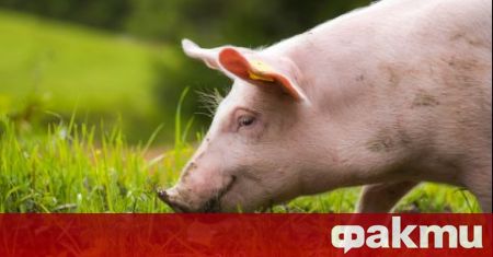 Предприемат се незабавни мерки по преброяване на свинете в десет