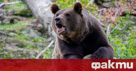 Работник в китайски зоопарк бе нападнат от гладна малайска мечка