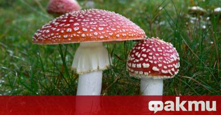 Разходката в гората и събирането на диворастящи гъби е любимо