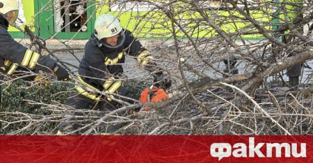 Силният вятър създаде проблеми в Пловдив тази сутрин Паднали клони