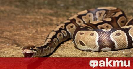 Селяни в Мулвибазар североизточен Бангладеш са пребили до смърт голям