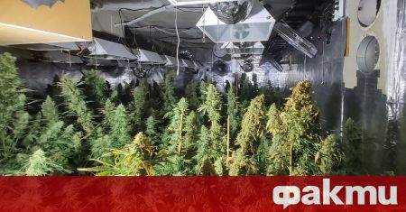 Бум в трафика на марихуана за Турция през България. Дрогата