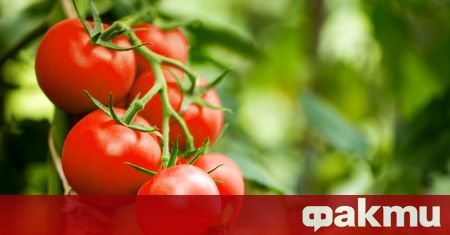 Правилното поливане на доматите влияе върху развитието на плодовете и