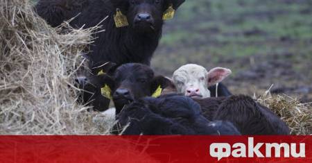 Клонираното теле е тежало 33 5 кг при раждането по