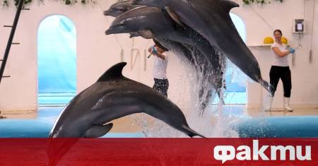 Делфинариумът във Варна организира четири безплатни представления на празника Денят