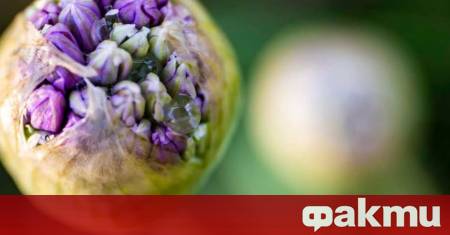 Sofia Green Gallery e най новото място в центъра на Стара