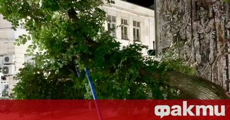 Голямо дърво падна тази нощ в централната част на Русе
