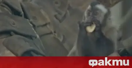 Incident au zoo de Sofia : un singe et un suricate sont morts après que des visiteurs leur ont jeté de la nourriture ᐉ Nouvelles de Fakti.bg – Bulgarie