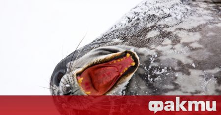 Тюлените на Уедъл цвърчат и подсвиркват под леда на Антарктида