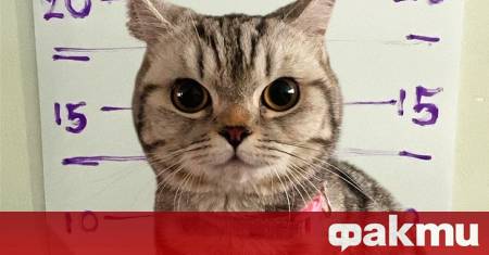 Популярната в Тайланд котка Нуб Танг станала известна след ареста