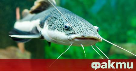 Огромен сом е бил уловен във водите на река Марица