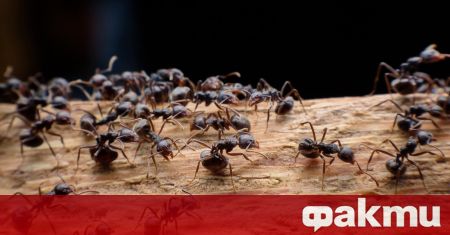 Най малко 20 квадрилиона мравки съществуват на Земята като вероятно глобалната