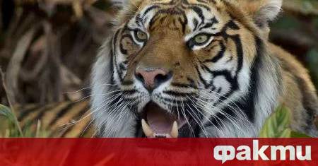 Зоологическа градина в Дания иска да ѝ бъдат дарявани малки