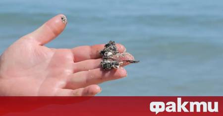 Мазут има по плажната ивица на Южното Черноморие Министърът на