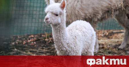 Софийският зоопарк представи своя най нов обитател – бебето алпака