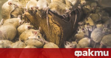 Невиждана популация на мишки блокира части от Япония Явлението се