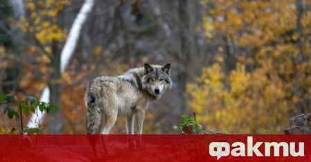 Вълци погнаха младите сърни в землището на село Друган съобщи