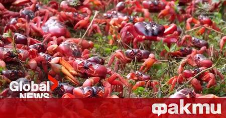 Ежегодната миграция на червените раци започна на австралийския остров Крисмас