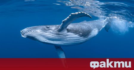 Сините китове поглъщат по 10 млн микрочастици пластмаса на ден