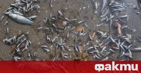 Разследване на обстоятелствата около измирането на хиляди риби в река