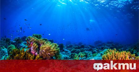 Австралийски учени са открили масивен нов коралов риф по висок от
