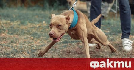 Питбул уби друго куче пред погледите на деца и родители