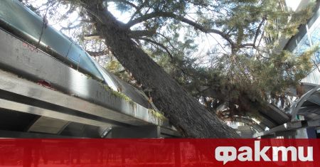 Огромно дърво падна върху автобусна спирка в пловдивския квартал Остромила