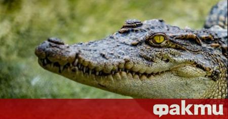 Гражданска защита издирва крокодил в германската провинция Тюрингия след като