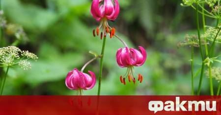 Минималните температури ще са от 16° до 23° в София