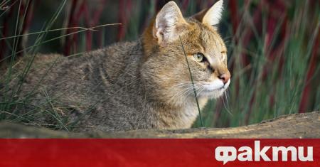 Фотокапани уловиха редки кадри на които се вижда дива котка