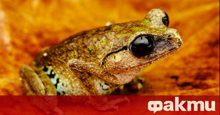 Нов непознат до сега на науката вид диамантена жаба е