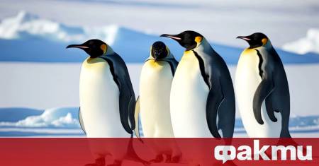 Вирусът на птичия грип се разпространява в Антарктида и застрашава