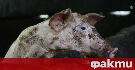 В Германия са открити случаи на африканска чума по свинете