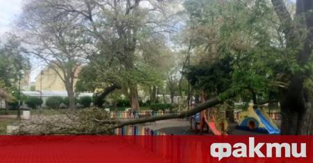Дърво падна върху детска площадка във Варна Това става ясно