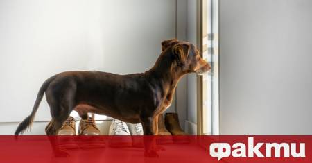 Ново популярно видео в социалните мрежи привлече вниманието на любителите