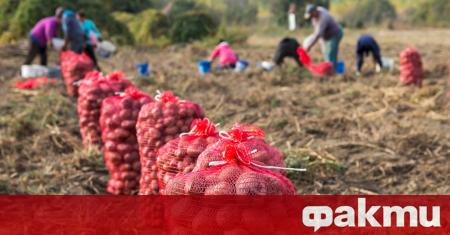 Няколко десетки сезонни селскостопански работници от Румъния протестираха в германския