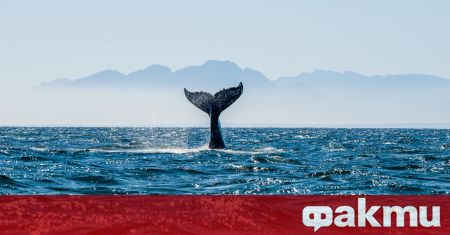 Спасители не успяха да спасят арктически клюнен кит намерен заседнал