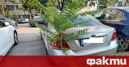 Впечатляващ урок по биология и градска немарливост предложи софийски квартал