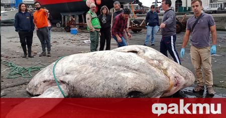 Откриха най тежката костна риба в историята Огромното животно от вида