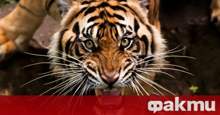 Избягал тигър тероризира жителите на Хюстън в щата Тексас предава