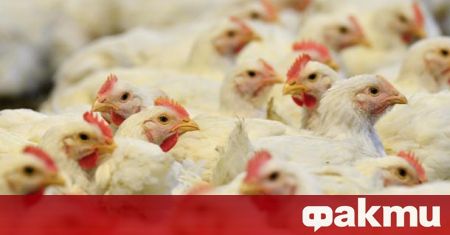 Още две огнища на птичи грип са установени в птицеферми