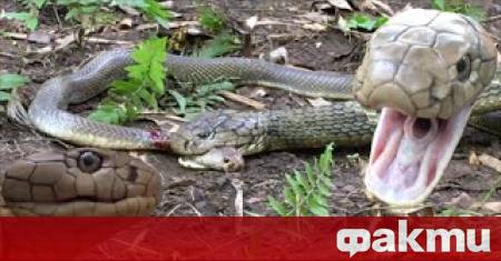 В индийския щат Керала местната горска охранителна Рошни улови най