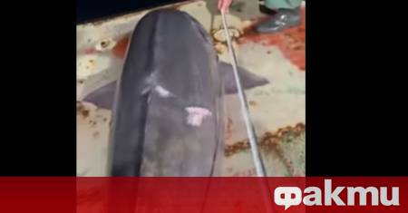 На невероятен късмет се натъкнаха рибари от Бяла във водите