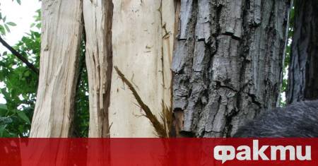 Около 30 крави и телета са загинали след като мълния