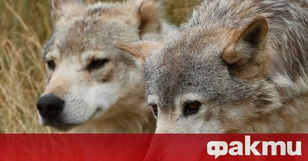 Вълци нападат фермите във варненското село Извор Местни жители се