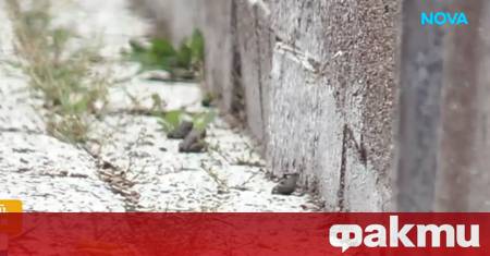 Стотици малки жаби превзеха пешеходните пространства около площад Тройката в