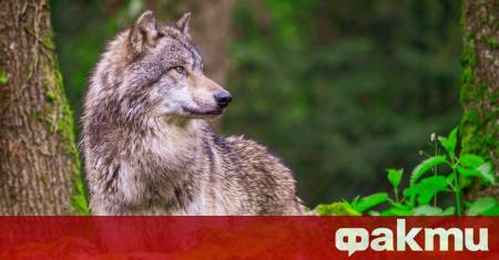 С 371 гласа за 162 против и 37 въздържал се