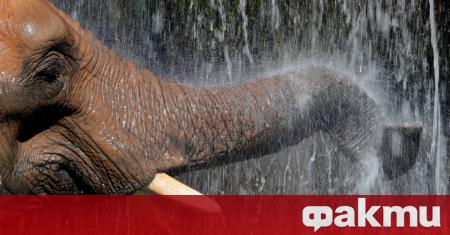 Броят на слоновете починали мистериозно през последните 8 дни в