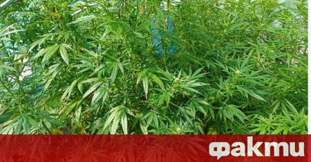 Нива с канабисови растения от открита при спецоперация на полицията